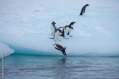 Fotografie Gentoo penguins waddling down an iceberg and diving into the Antarctic water