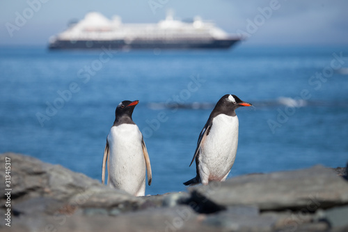 Two gentoo penguins in the foreground with an expedition ship in the background