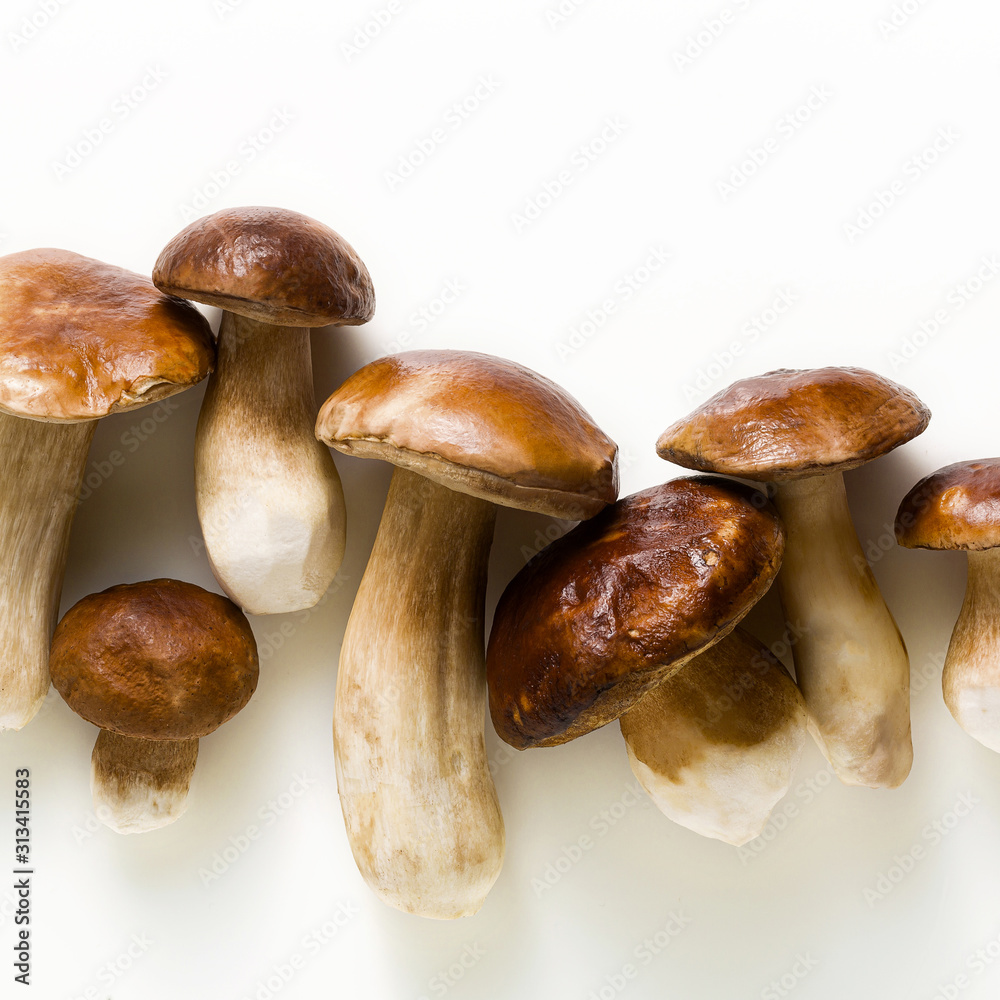 white beautiful big porcini mushrooms on a white background white beautiful big porcini mushrooms on a white background