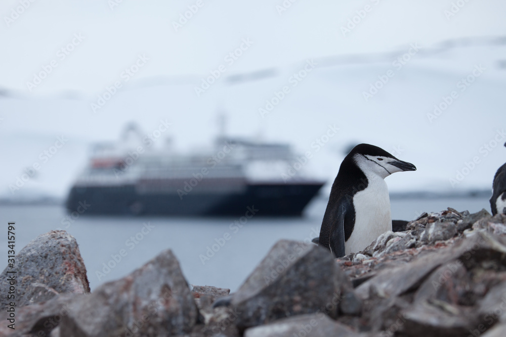 Naklejka premium A lone penguin looks off screen with an expedition ship lurking in the background
