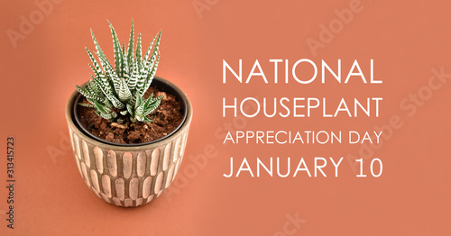 National Houseplant Appreciation Day images. House plant Haworthia fasciata stock images. Cactus on a brown background. Ornamental ceramic pot. Flower in a pot