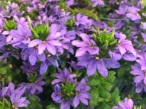 Hortensia vert et rose