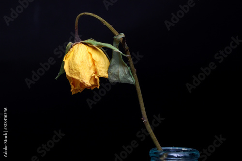 Wilting yellow tulip