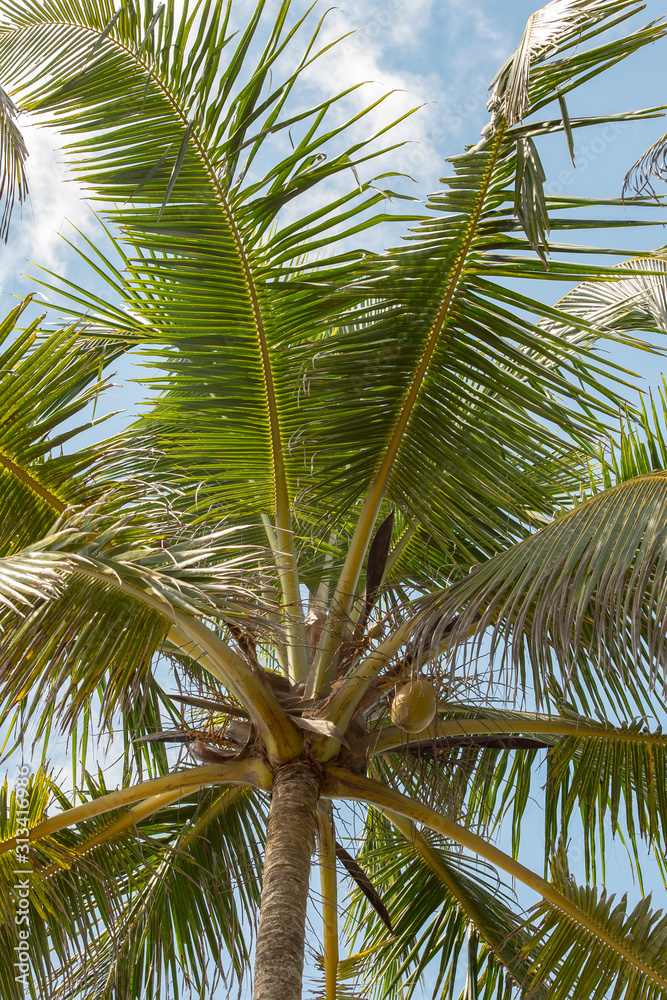 Fototapeta premium On a cloudy sunrise on the coconut palm hill in the western province of Mirissa, Sri Lanka