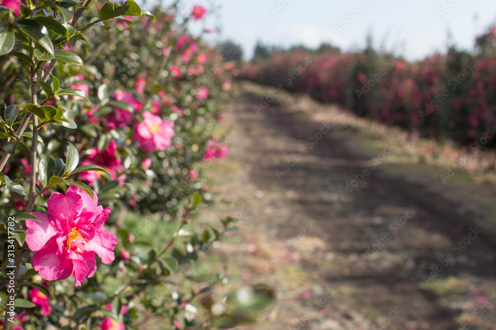 Fototapeta premium Camellia flower tree road, located on Jeju Island.