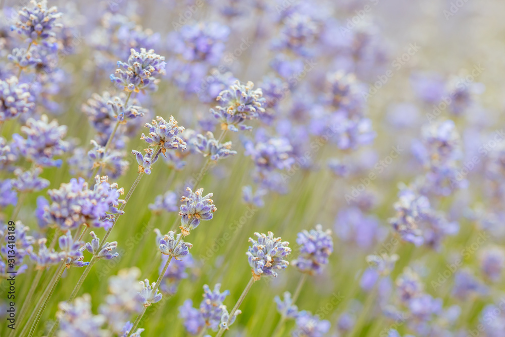 Field of Lavender in Australia
