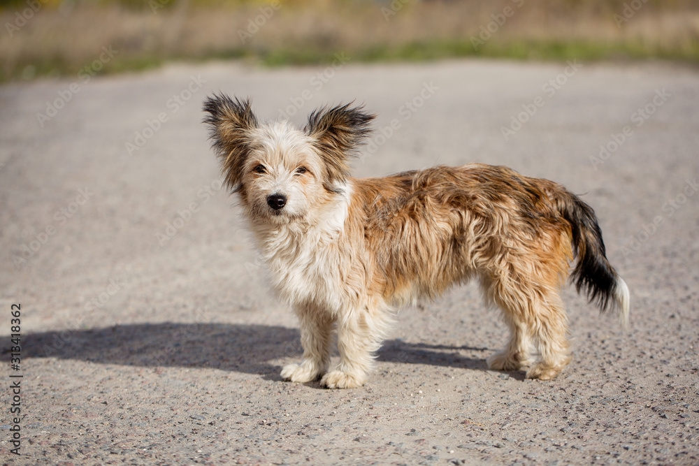 Stray dog on the street Stray dog on the street