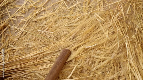 Hard and tradional work: Wheat threshing. South America, Peru