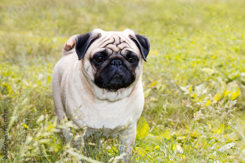 Pug dog in the grass