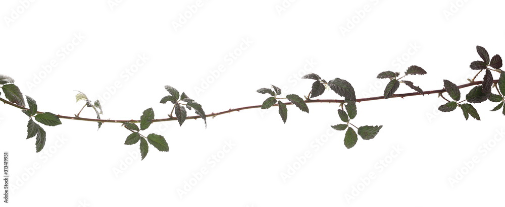 Wild blackberry twig, branch with leaves, foliage isolated on white background