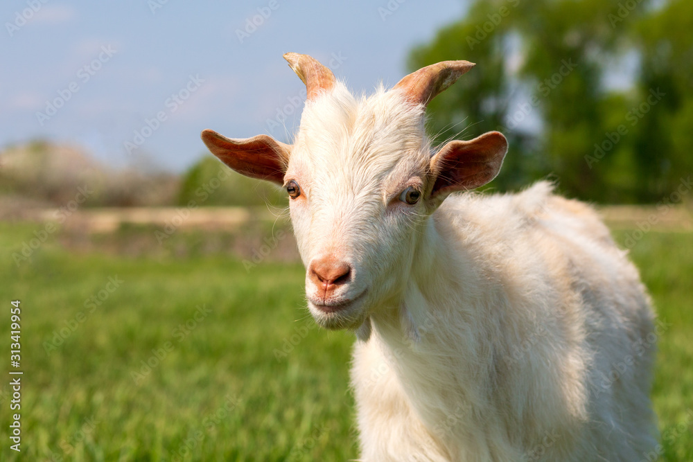 A young goat grazes in a meadow. Little goat portrait. Goat on a pasture A young goat grazes in a meadow. Little goat portrait. Goat on a pasture