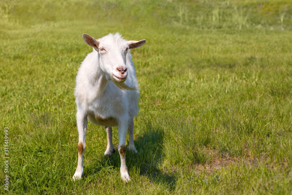 Goat on the green summer meadow. White goat outdoor on yard. Goat on a pasture. Portrait of a bearded goat Goat on the green summer meadow. White goat outdoor on yard. Goat on a pasture. Portrait of a bearded goat
