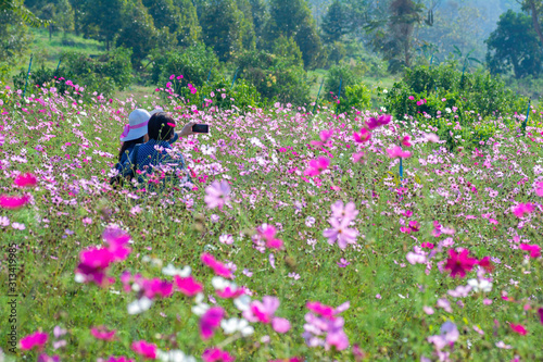 Tourists taking pictures in the fields of cosmos flowers