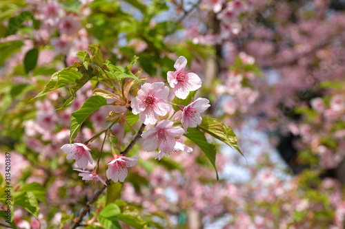 Wallpaper Mural 春の東京上野の五條天神社の桜風景 Torontodigital.ca