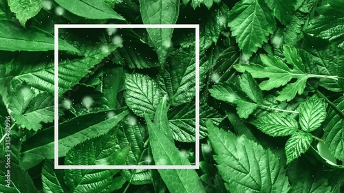 Natural background, creative layout of green leaves white frame. top view, flat lay, copy space