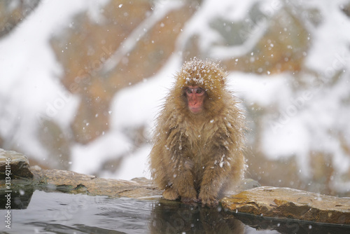 Snow Monkey in Jigokudani Monkey Park, Yamanouchi town, Nagano Pref., Japan photo