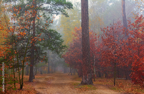 Forest. Autumn. Fog enveloped the trees. Leaves and grass dressed in autumn outfits