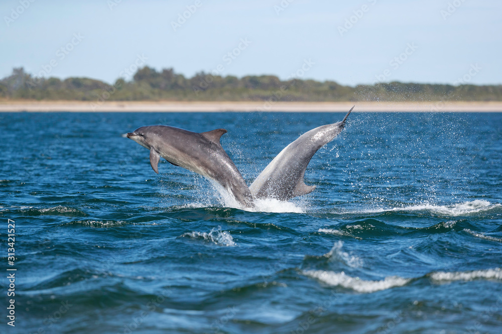 Fototapeta premium breaching dolphin