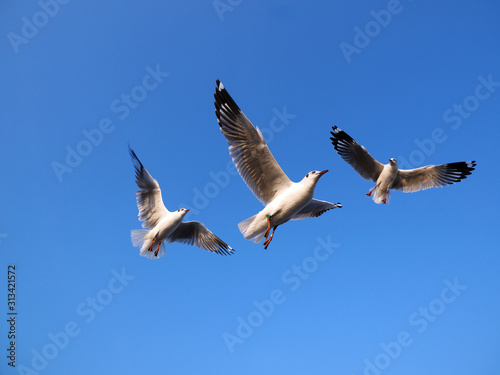 flying seagull bird © Nopphong