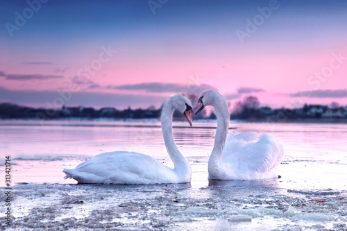 Fototapeta Naklejka Na Ścianę i Meble -  The romantic white swan couple swimming in the river in beautiful sunset colors. Swans symbolize the pure love and greatness of beings.