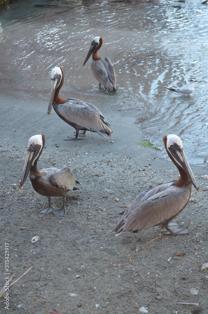 pelicans on the beach