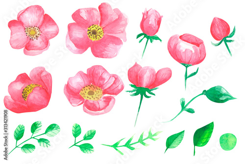 Hand painted floral elements set. Watercolor botanical illustration of peony, flowers and leaves. Natural objects isolated on white background.