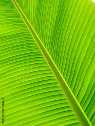 texture of banana leaf 