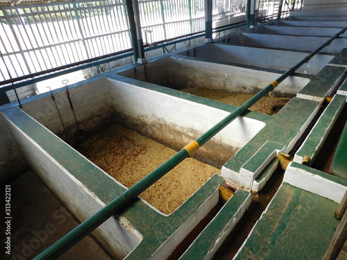 Фотография Coffee beans fermenting