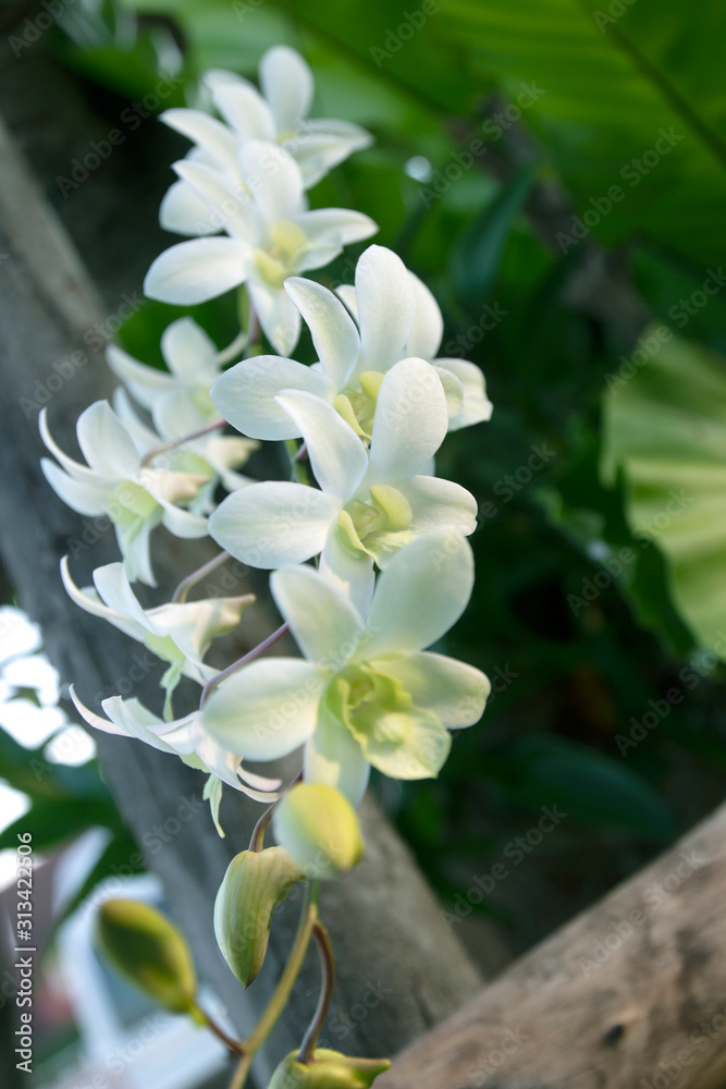Obraz premium Beautiful white orchid flowers in the garden.