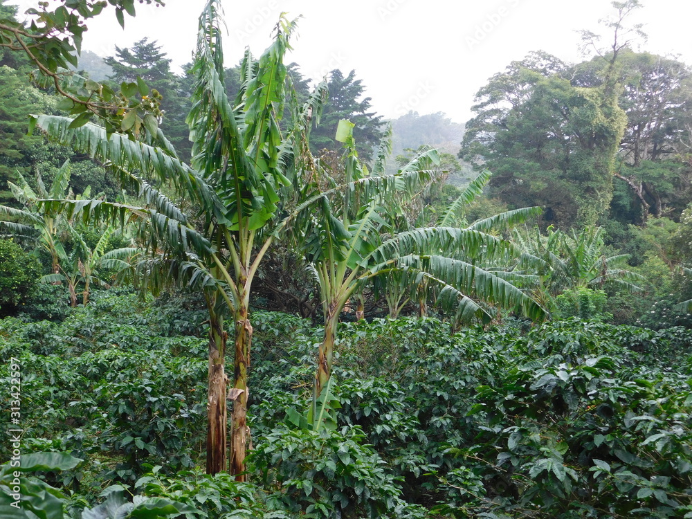 Banana tree in costa rica