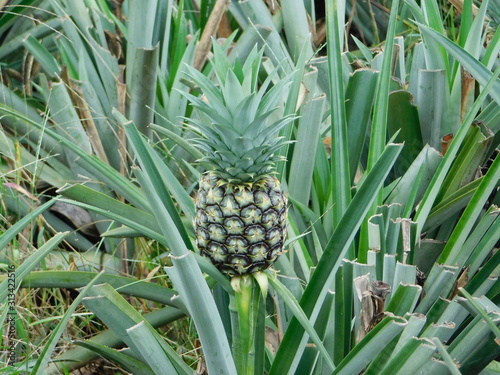 pineapple on tree