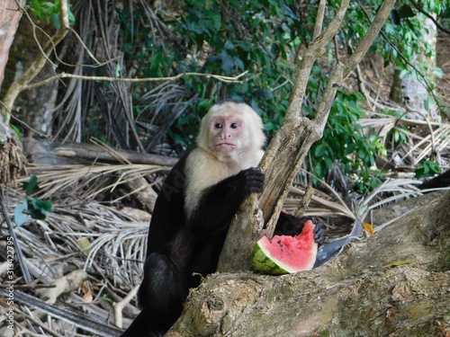 Monkey eating watermelon