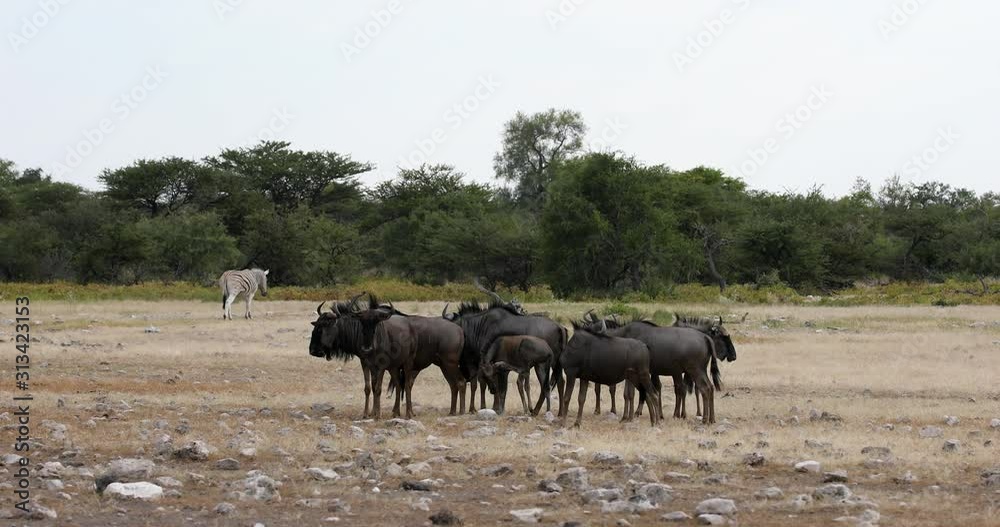 wild Blue Wildebeest Gnu go to the waterholle in Etosha, Namibia Africa wildlife safari. This is typical african scenery wild Blue Wildebeest Gnu go to the waterholle in Etosha, Namibia Africa wildlife safari. This is typical african scenery