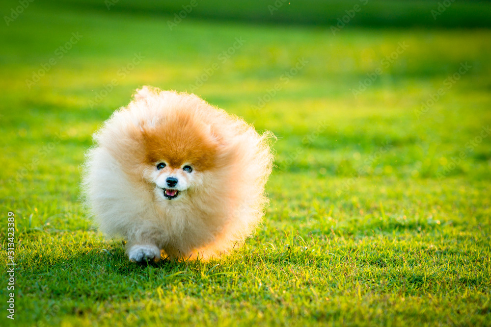 Happy Pomeranian Running in Green Grass Field