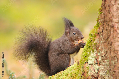 Eichhörnchen im Wald © MerkAngela.WH