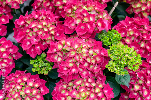 Large deep hot pink hydrangea macrophylla flowers blossoms in summer garden photo