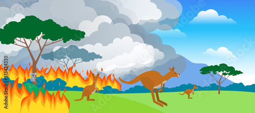 australian forest in fire kangaroo koala
