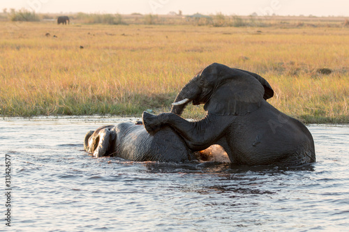 Botwana, Chobe National Park, Elephants are playing.