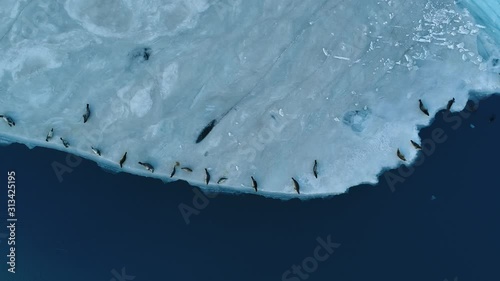 Flying over seals on a glacier ice sheet lagoon in Iceland photo