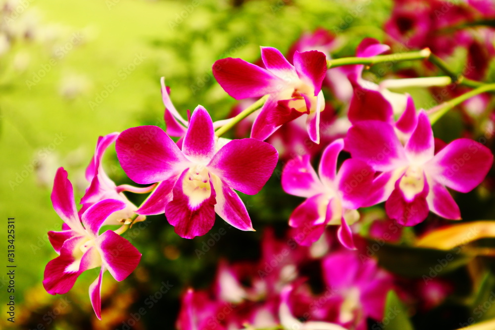 Beautiful orchid flower with natural background. Beautiful orchid flower with natural background.