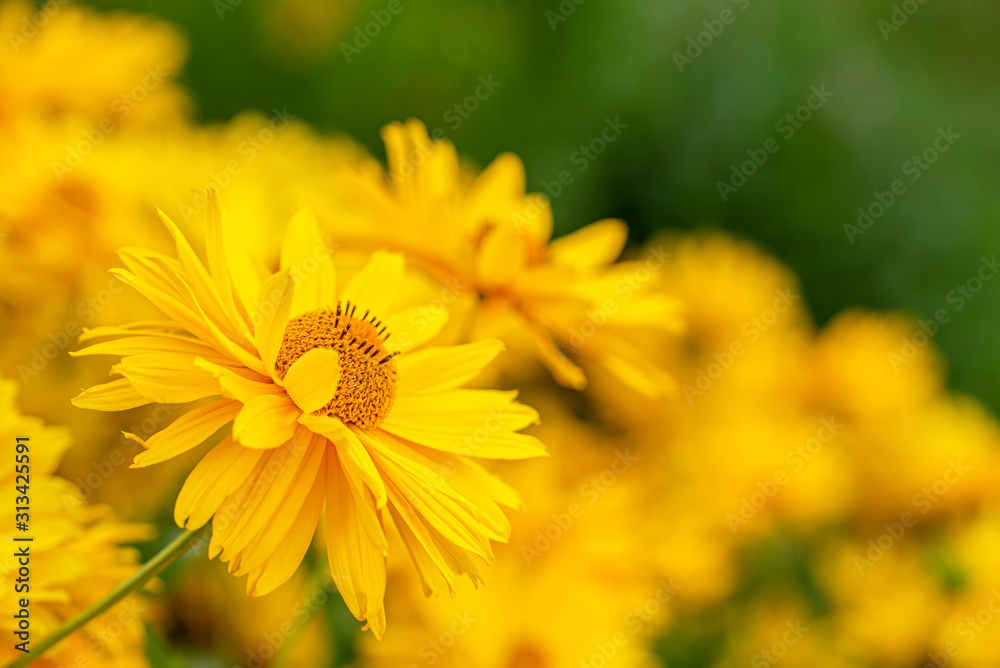 Field of yellow gaillardia with flowers head on front view Field of yellow gaillardia with flowers head on front view