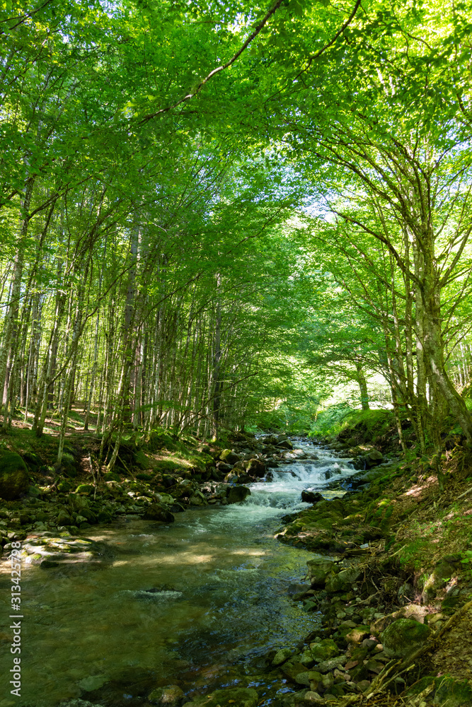 River go through the forest