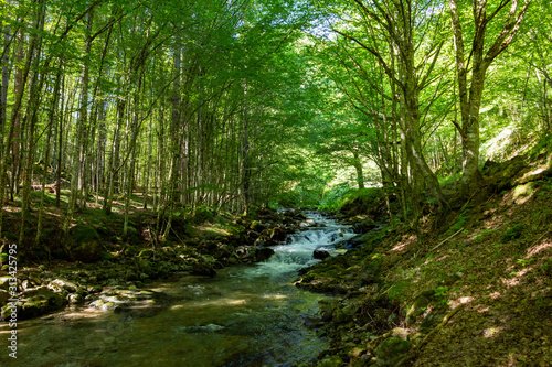 River go through the forest