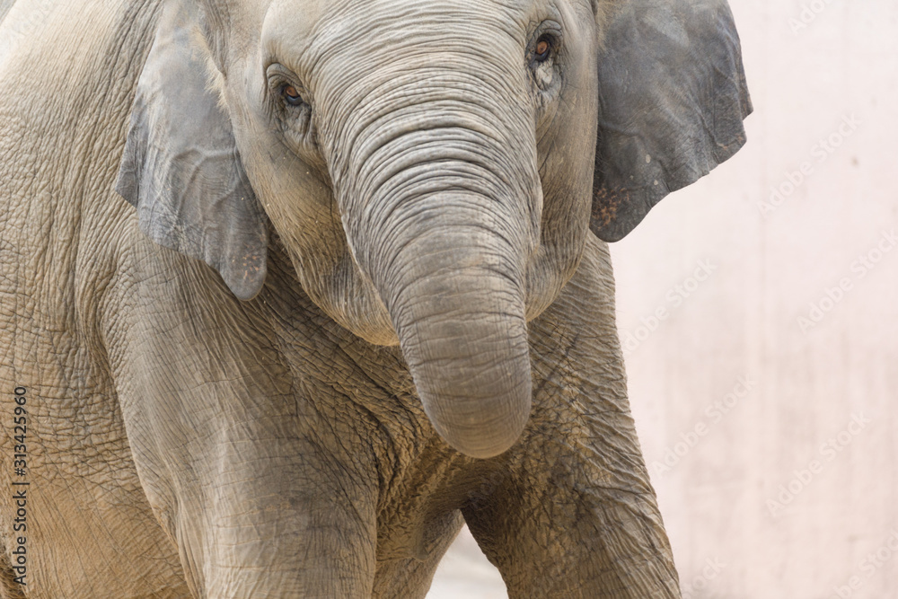 Fototapeta premium アジア象の進撃 