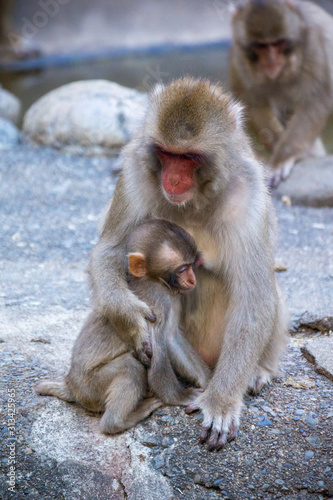 暖め合う日本猿の親子 © sasapage