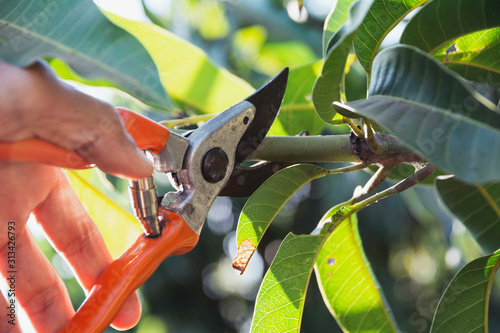 Hand of Gardener pruning trees with pruning shears.