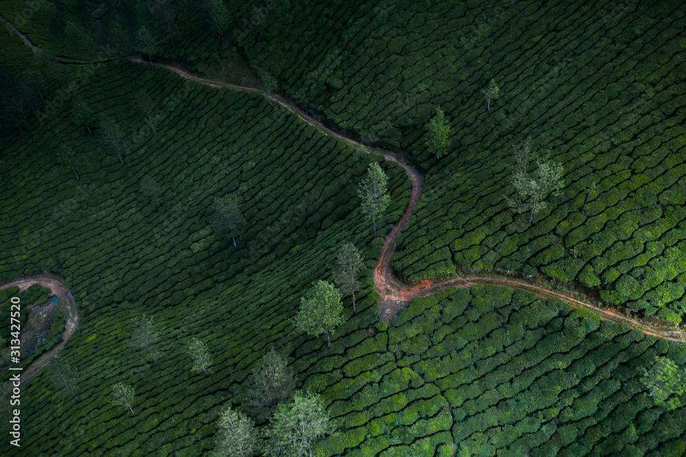 Obraz premium Beautiful tea plantation landscape in the morning.&nbsp;