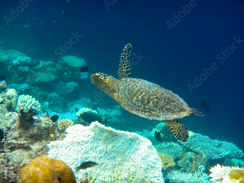 Schildkröte am Riff in Bewegung