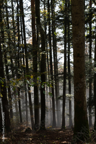 Herbststimmung im Wald mit Nebelschwaden