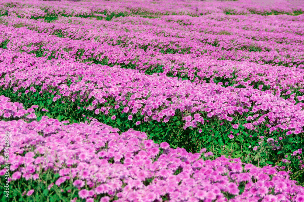 Flowers chrysanthemum in the garden for outdoor Flowers chrysanthemum in the garden for outdoor